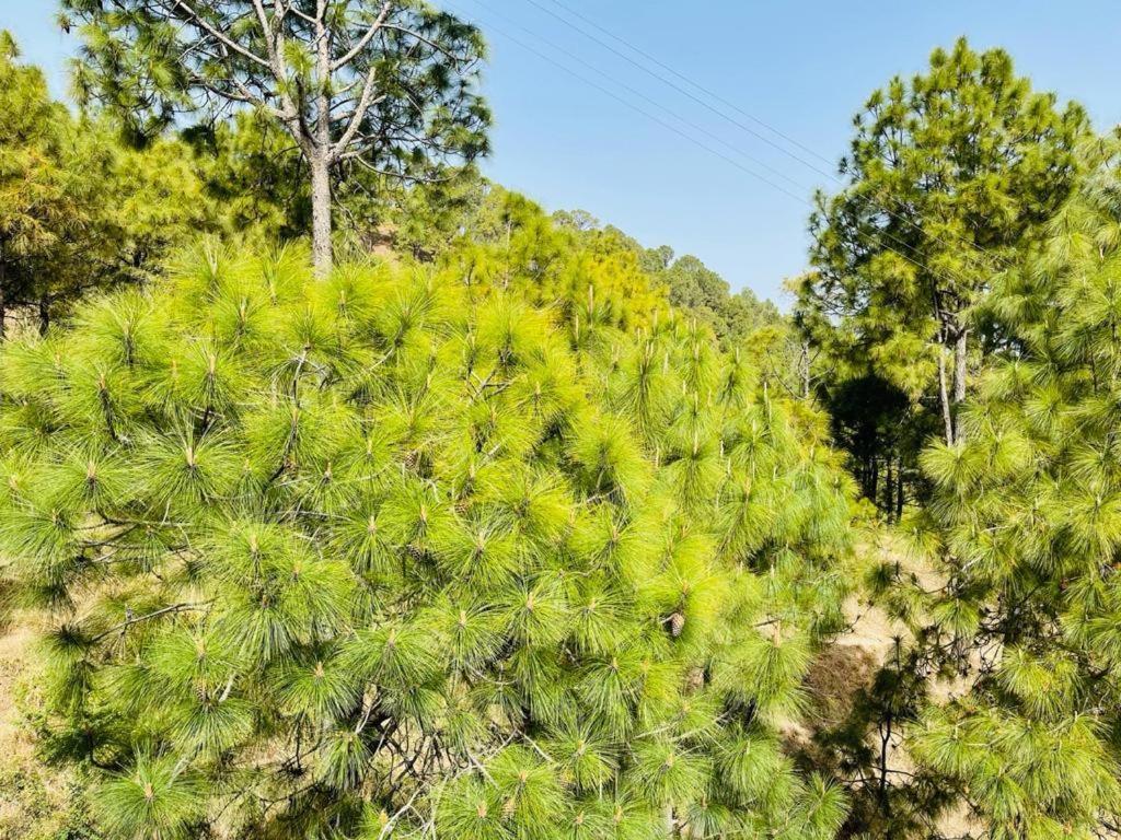 Hillcrest Heights Bed & Breakfast Kasauli Luaran gambar